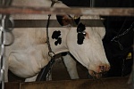 На Камчатке назначен лучший искусственник по искусственному осеменению крупного рогатого скота