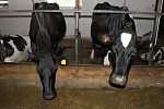 На Камчатке назначен лучший искусственник по искусственному осеменению крупного рогатого скота