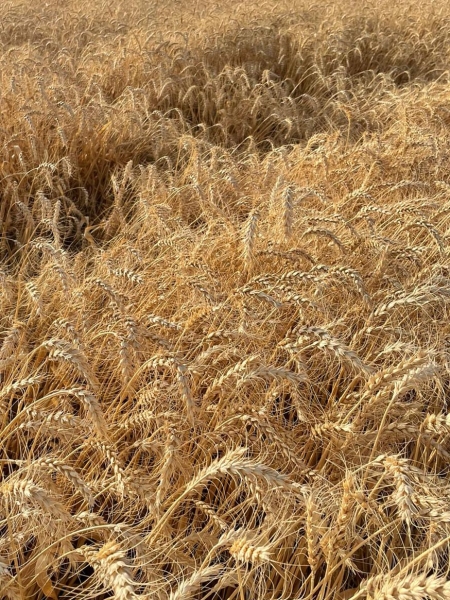 Национальная пшеничная инициатива Эмиратов направлена на производство 80 тонн пшеницы