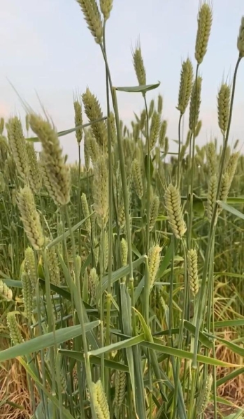 Национальная пшеничная инициатива Эмиратов направлена на производство 80 тонн пшеницы