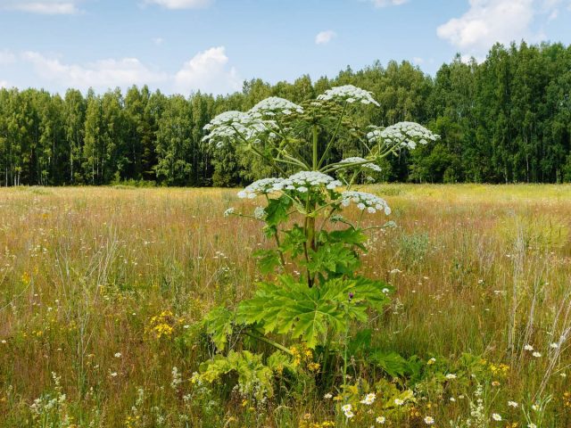 19 Угрожаемые инвазивные виды растений в России