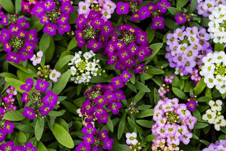 20 цветов которые можно посеять под зиму