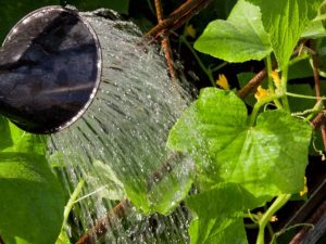 Как поливать огурцы для быстрого роста и хорошего урожая