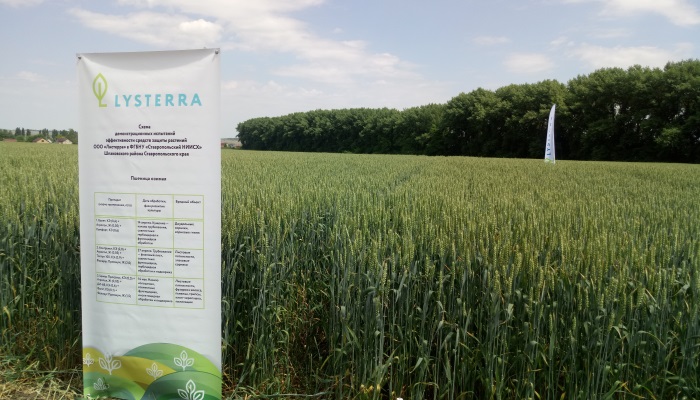 Ставропольский край — один из основных регионов России по возделыванию озимой пшеницы. Природно-климатические условия региона позволяют получать зерно