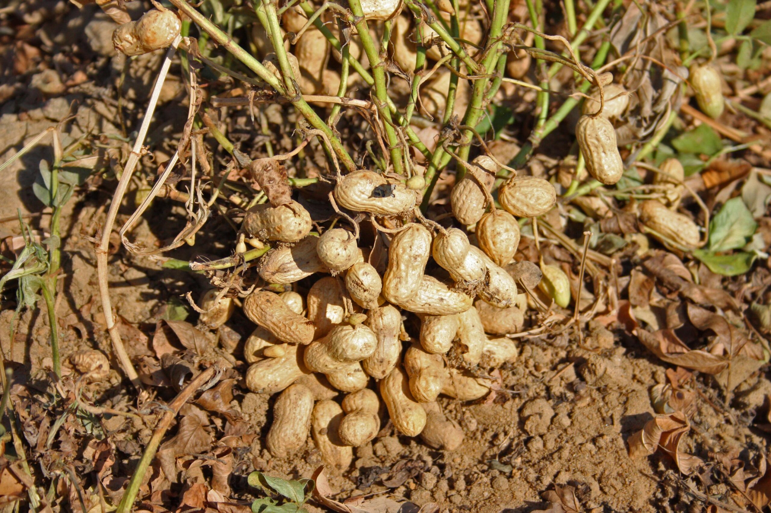 Земляные орехи выращивание