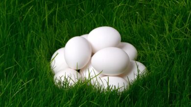 В I полугодии 2022 года сельхозорганизации Алтайского края увеличили реализацию яиц на 16,4%