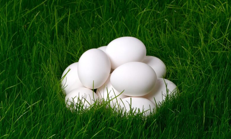 В I полугодии 2022 года сельхозорганизации Алтайского края увеличили реализацию яиц на 16,4%