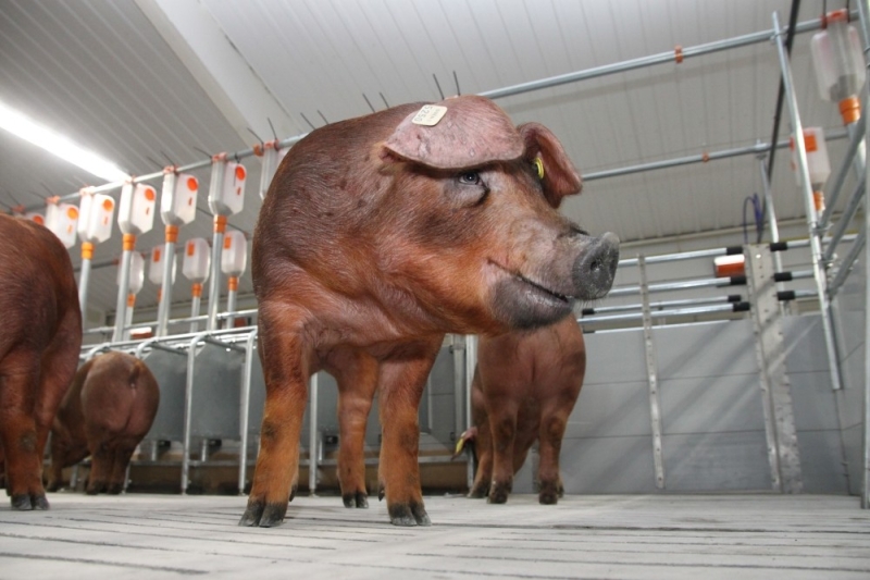 За полгода свиноводческие комплексы «Агро-Белогорья» набрали вес