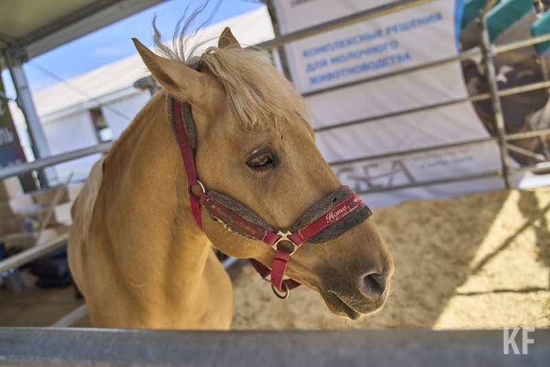 ​Поголовье крупного рогатого скота и других животных в Татарстане уменьшается четвертый год подряд