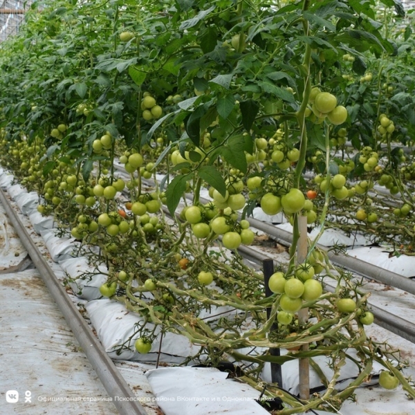10 тонн картофеля и 4 тонны свеклы были отправлены в торговую сеть псковской сельскохозяйственной компанией 