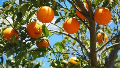 Апельсиновый адъювант с биозащитными свойствами будет продвигать UPL