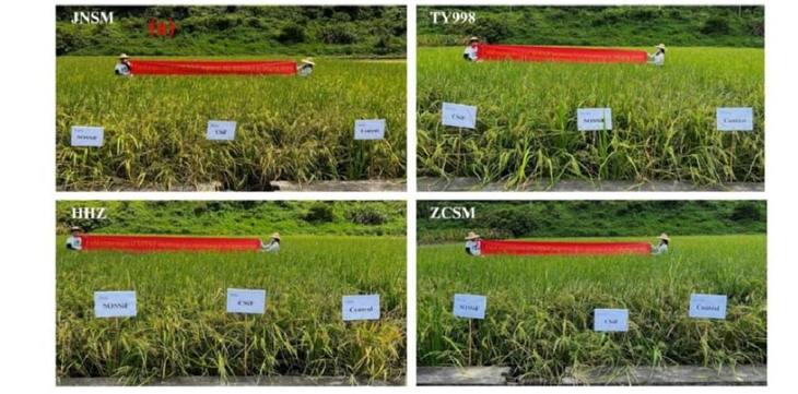 Биоудобрения с кремнием и олигосахаридами морских водорослей против полегания проверили на рисе