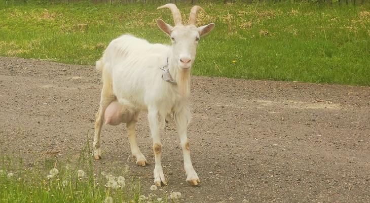 Болезни копыт у коз и способы лечения