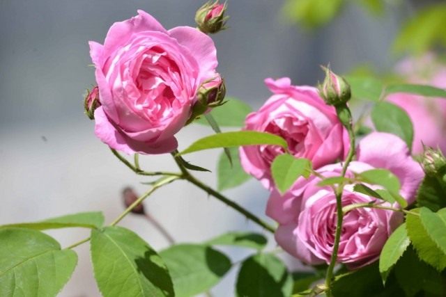 Бурбонские розы являются предшественниками современных сортов.