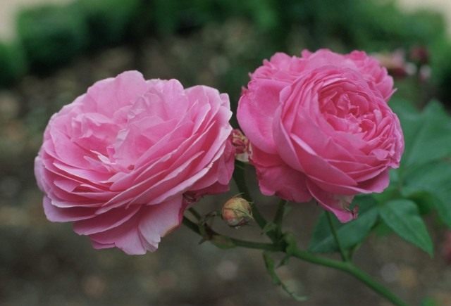 Бурбонские розы - предшественники современных сортов