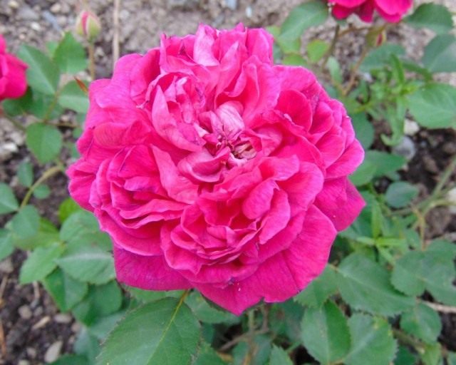 Бурбонские розы - предшественники современных сортов