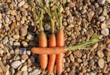 Как получить семена от моркови – два способа