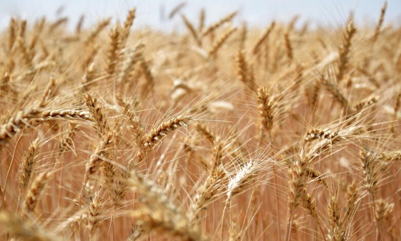 На Дону собрали рекордный урожай ранних зерновых и зернобобовых культур