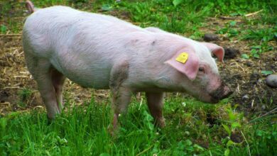 На Кубани будут разводить йоркширских свиней