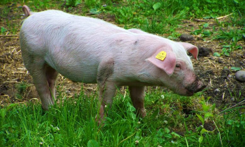На Кубани будут разводить йоркширских свиней