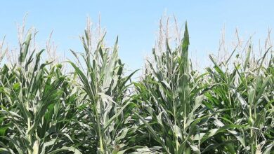 Объем рынка ГМО кукурузы в Китае оценивается в 2,4 млрд долларов США