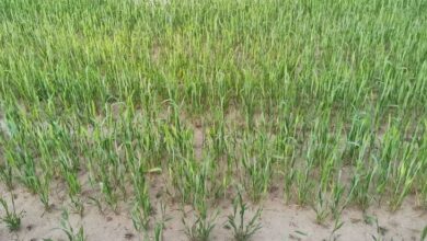 Обработка почвы этанолом под пшеницу и рис позволит обойтись без ГМО