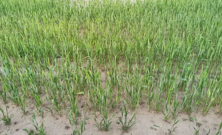Обработка почвы этанолом под пшеницу и рис позволит обойтись без ГМО