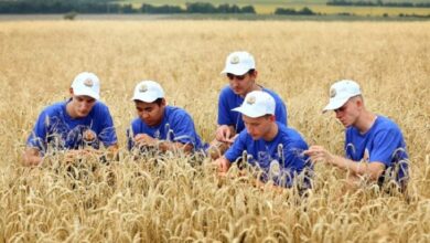 Оптимизация питания озимой пшеницы повысила урожайность до 88 центнеров с гектара в учхозе Ставропольского ГАУ