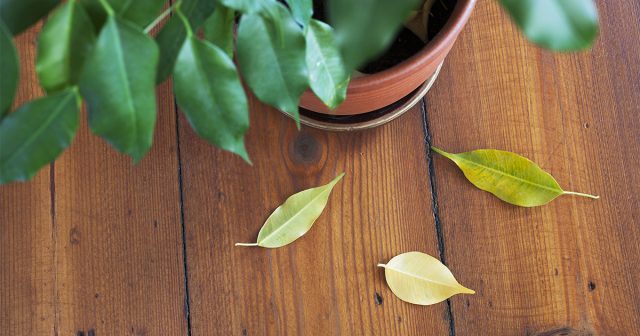 Почему у комнатных растений желтеют листья