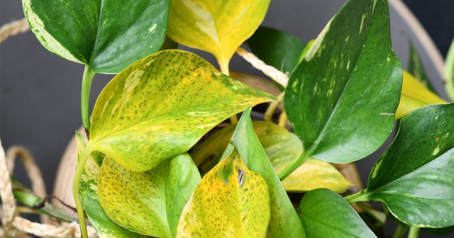 Почему у комнатных растений желтеют листья