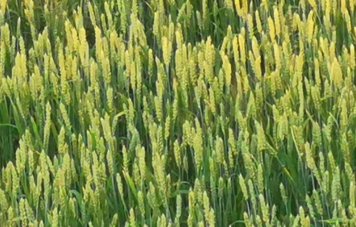 Причину распространения мучнистой росы пшеницы во всем мире выяснили ученые