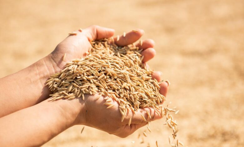 Сбор зерна в Тамбовской области приблизился к 2,4 млн т