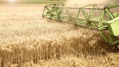 В Белгородской области зерновые убраны на 71,5% площади