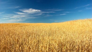 В Карачаево-Черкесии завершается уборка зерновых