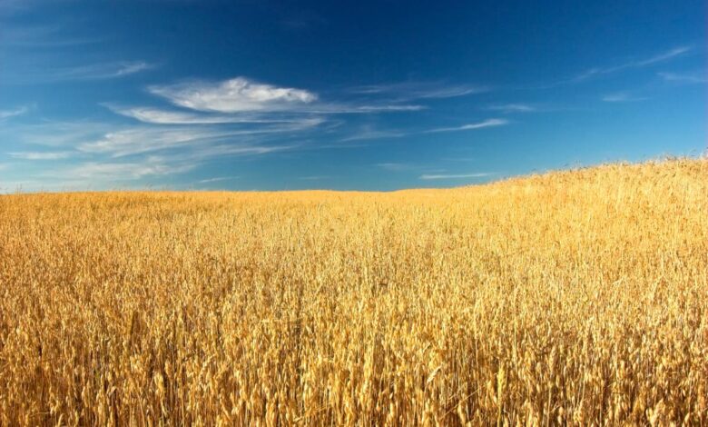 В Карачаево-Черкесии завершается уборка зерновых