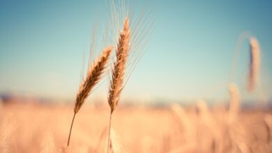 В Московской области получено 404,5 тыс. т зерновых и зернобобовых культур