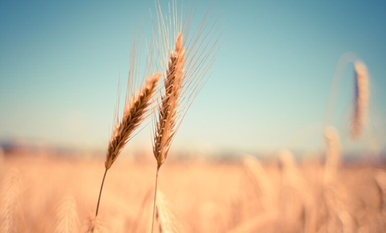 В Московской области получено 404,5 тыс. т зерновых и зернобобовых культур