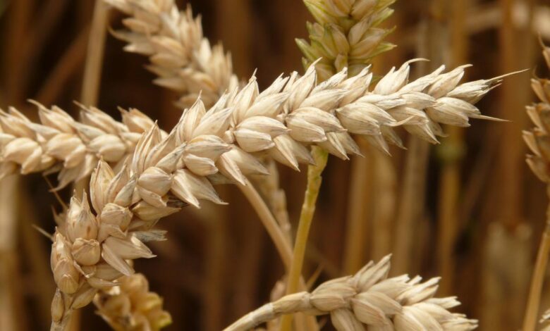 В Пензенской области намолочено 2,3 млн т зерна
