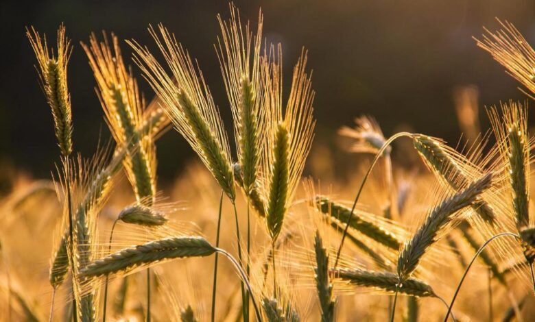 В России повысилось качество производимых зерновых культур