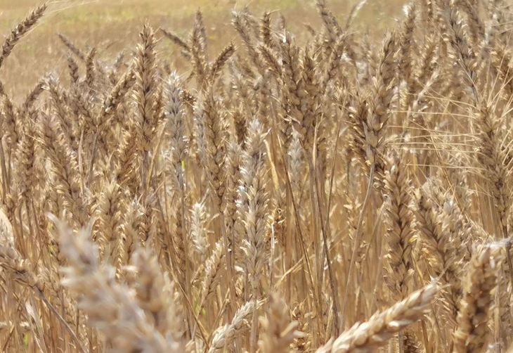 Урожайность 2022 года. Сельское хозяйство Липецкой области. Озимые. Сбор урожая озимой пшеницы 2023.
