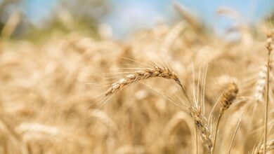В Татарстане аграрии собрали 3,4 млн т зерна