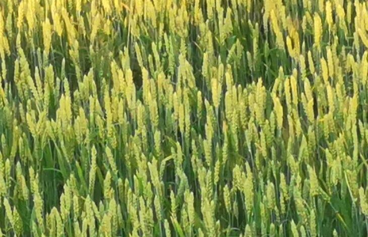 Великобритания планирует нарастить закупки пшеницы в Индии