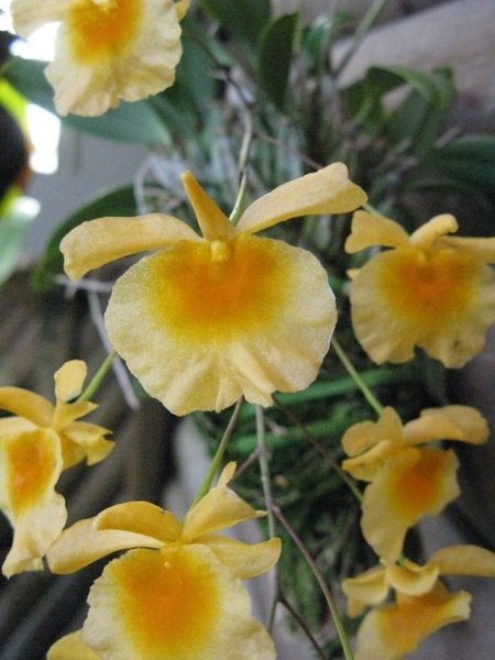 Орхидеи Дендробиум