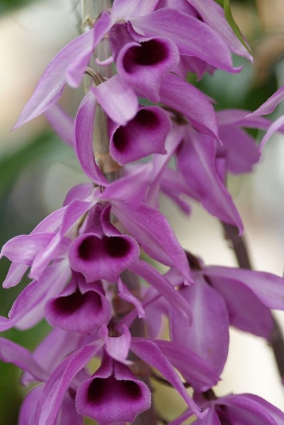 Орхидеи Дендробиум