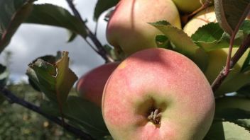 Крымские аграрии собрали порядка 50 тысяч тонн яблок