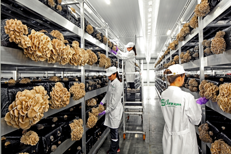 Илья Гамов, «Магнит»: «В России гигантский резерв для роста потребления грибов»