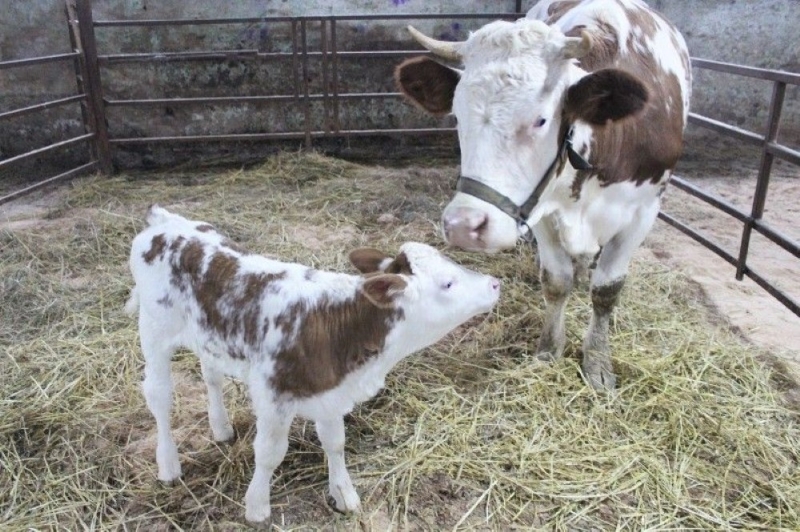 Клонированная корова Цветочек произвела на свет здорового теленка