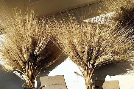 Новый сорт озимой твердой пшеницы для Поволжья внесен в Госреестр