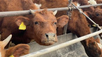 Больше 45 тысяч голов скота и птицы в этом году смогут приобрести животноводческие предприятия республики благодаря господдержке – Андрей Савчук