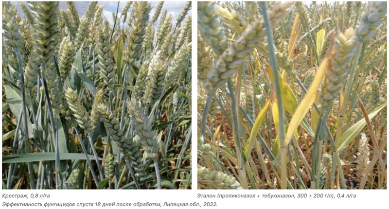  Как выбрать фунгицид для яровой пшеницы? 
